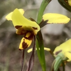 Diuris sulphurea (Tiger Orchid) at Wamboin, NSW - 15 Nov 2022 by Komidar