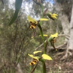 Diuris sulphurea at Wamboin, NSW - suppressed