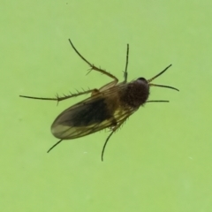 Unverified Insect at Googong, NSW - 12 Nov 2022 by WHall