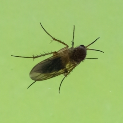 Unverified Insect at Googong, NSW - 12 Nov 2022 by WHall