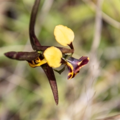 Diuris semilunulata (Late Leopard Orchid) at Cotter River, ACT - 15 Nov 2022 by SWishart