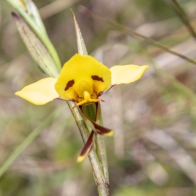 Diuris sulphurea (Tiger Orchid) at Paddys River, ACT - 15 Nov 2022 by SWishart