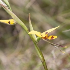 Diuris sulphurea at Paddys River, ACT - suppressed