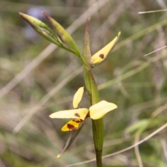 Diuris sulphurea at Paddys River, ACT - suppressed