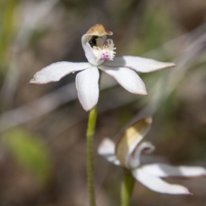 Caladenia moschata at Paddys River, ACT - suppressed