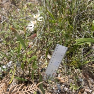 Caladenia moschata at Paddys River, ACT - suppressed