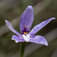 Glossodia major (Wax Lip Orchid) at Tidbinbilla Nature Reserve - 15 Nov 2022 by SWishart