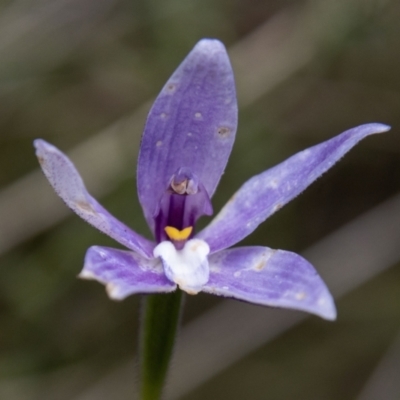 Glossodia major (Wax Lip Orchid) at Tidbinbilla Nature Reserve - 15 Nov 2022 by SWishart