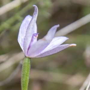 Glossodia major at Paddys River, ACT - suppressed