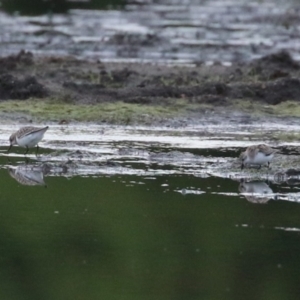 Calidris ruficollis at Fyshwick, ACT - 16 Nov 2022