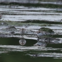 Calidris ruficollis at Fyshwick, ACT - 16 Nov 2022