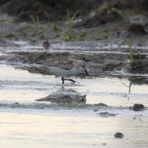 Calidris ruficollis at Fyshwick, ACT - 16 Nov 2022