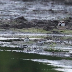 Calidris ruficollis at Fyshwick, ACT - 16 Nov 2022