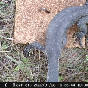 Varanus rosenbergi at Booth, ACT - 28 Jan 2022