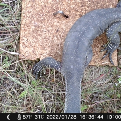 Varanus rosenbergi (Heath or Rosenberg's Monitor) at Booth, ACT - 28 Jan 2022 by heatherb1997