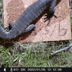 Varanus rosenbergi (Heath or Rosenberg's Monitor) at Namadgi National Park - 25 Jan 2022 by heatherb1997