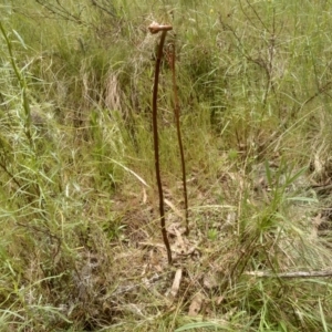 Gastrodia sesamoides at Cooma, NSW - suppressed