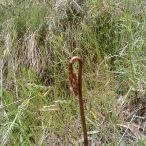 Gastrodia sesamoides at Cooma, NSW - suppressed