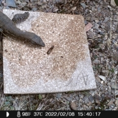 Varanus rosenbergi (Heath or Rosenberg's Monitor) at Namadgi National Park - 8 Feb 2022 by heatherb1997