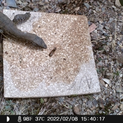 Varanus rosenbergi (Heath or Rosenberg's Monitor) at Namadgi National Park - 8 Feb 2022 by heatherb1997