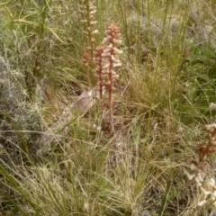 Orobanche minor (Broomrape) at Cooma, NSW - 16 Nov 2022 by mahargiani