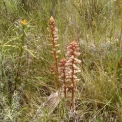 Orobanche minor at Cooma, NSW - 16 Nov 2022