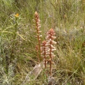 Orobanche minor at Cooma, NSW - 16 Nov 2022 02:09 PM