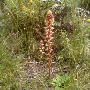 Orobanche minor at Cooma, NSW - 16 Nov 2022