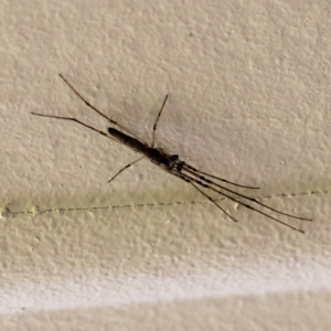 Tetragnatha sp. (genus) at Wodonga, VIC - 16 Nov 2022