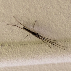 Unidentified Spider (Araneae) at Wodonga, VIC - 16 Nov 2022 by KylieWaldon