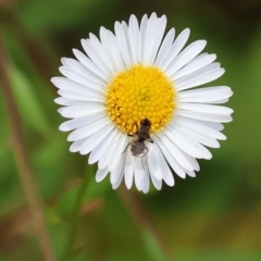 Unidentified Flower-loving fly (Apioceridae) at Wodonga - 16 Nov 2022 by KylieWaldon