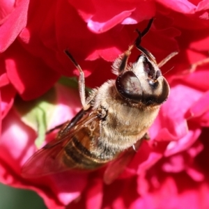 Eristalis tenax at Wodonga, VIC - 16 Nov 2022 03:06 PM