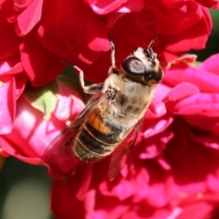 Eristalis tenax at Wodonga, VIC - 16 Nov 2022