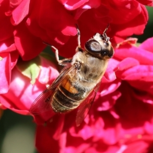 Eristalis tenax at Wodonga, VIC - 16 Nov 2022 03:06 PM