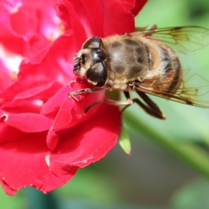 Eristalis tenax at Wodonga, VIC - 16 Nov 2022