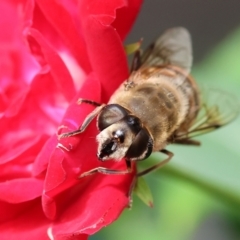 Eristalis tenax at Wodonga, VIC - 16 Nov 2022