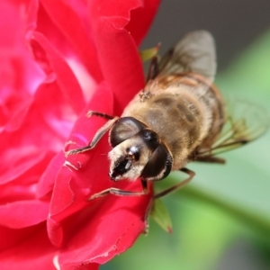 Eristalis tenax at Wodonga, VIC - 16 Nov 2022 03:06 PM