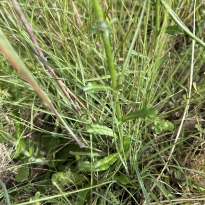 Gamochaeta purpurea (Purple Cudweed) at Higgins Woodland - 16 Nov 2022 by Untidy