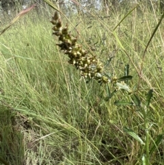 Gamochaeta americana at Higgins, ACT - 16 Nov 2022