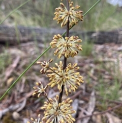 Lomandra multiflora (Many-flowered Matrush) at Kowen, ACT - 16 Nov 2022 by Komidar