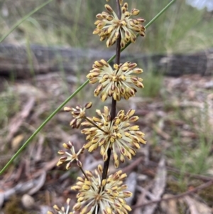 Lomandra multiflora at Kowen, ACT - 16 Nov 2022 07:31 AM