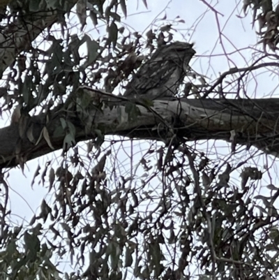 Podargus strigoides (Tawny Frogmouth) at Mount Majura - 15 Nov 2022 by Louisab