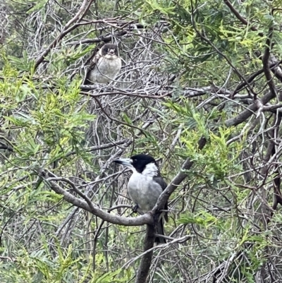 Cracticus torquatus (Grey Butcherbird) at Mount Majura - 15 Nov 2022 by Louisab