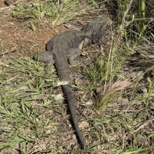 Pogona barbata at Hackett, ACT - suppressed