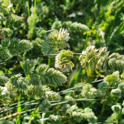 Dactylis glomerata (Cocksfoot) at Isaacs, ACT - 16 Nov 2022 by Mike