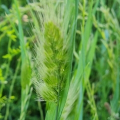 Cynosurus echinatus (Rough Dog's Tail Grass) at Isaacs, ACT - 16 Nov 2022 by Mike