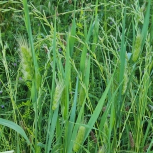 Cynosurus echinatus at Isaacs, ACT - 16 Nov 2022