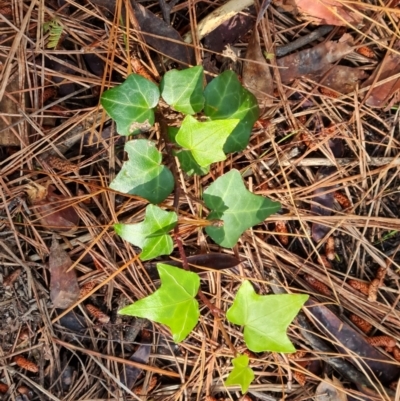 Hedera sp. (helix or hibernica) (Ivy) at Isaacs, ACT - 16 Nov 2022 by Mike