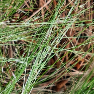 Nassella trichotoma (Serrated Tussock) at Isaacs, ACT - 16 Nov 2022 by Mike