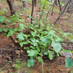 Ficus carica (Fig) at Isaacs, ACT - 16 Nov 2022 by Mike